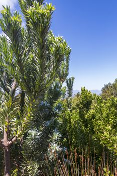 Silver tree Leucadendron argenteum in Kirstenbosch National Botanical Garden panorama, Cape Town, South Africa.