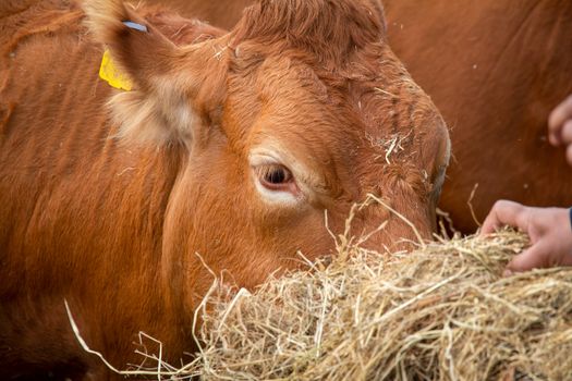 Limousin cows being fed hay by hand