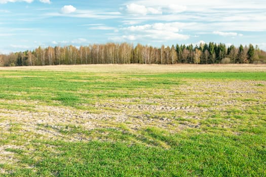 Growth of green plants on the farmland, line of forest trees and white clouds on blue sky