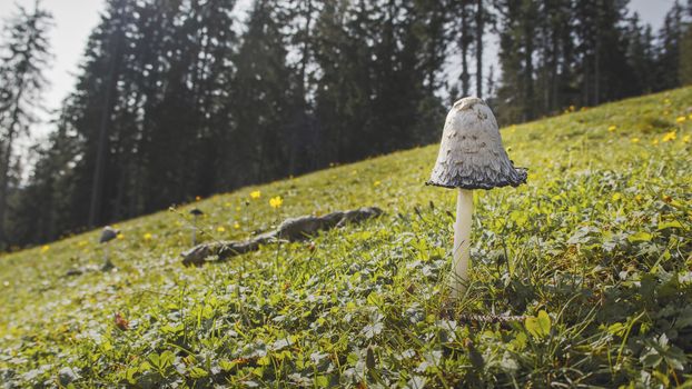Close up in detail of a wild mushroom in a field at Muttereralm, one of the mountains of the Austrian alps.