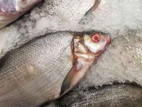 Fresh chilled fish with scales lying on ice in a shop window, store counter or supermarket.