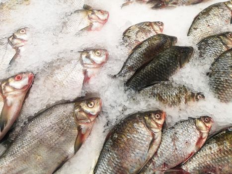Fresh chilled fish with scales lying on ice in a shop window, store counter or supermarket.