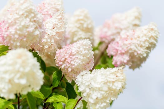 Multi Colored White and Pink Hydrangea Bush With Blooms soft focus and blurred background