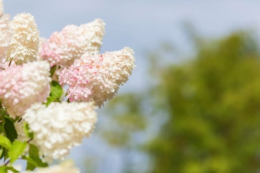 Multi Colored White and Pink Hydrangea Bush With Blooms soft focus and blurred background