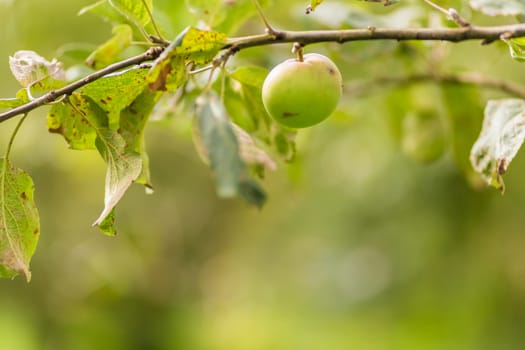 Apple tree. Agriculture, leaf with soft focus and blurred background , copy space.