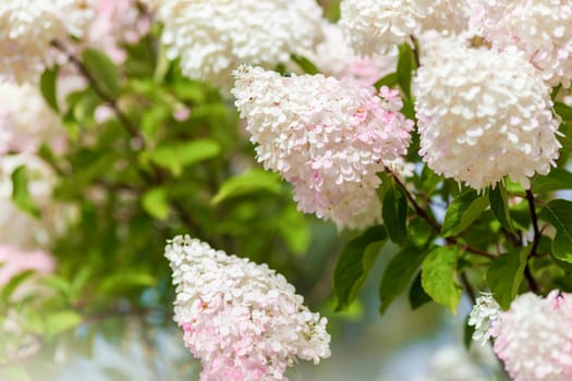 Multi Colored White and Pink Hydrangea Bush With Blooms soft focus and blurred background