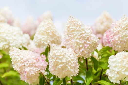 Multi Colored White and Pink Hydrangea Bush With Blooms soft focus and blurred background