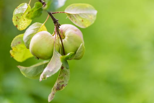 Apple tree. Agriculture, leaf with soft focus and blurred background , copy space.