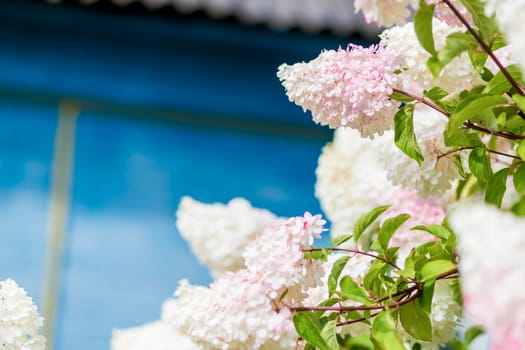 Multi Colored White and Pink Hydrangea Bush With Blooms soft focus and blurred background