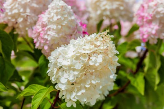 Multi Colored White and Pink Hydrangea Bush With Blooms soft focus and blurred background
