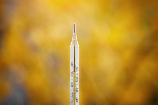 Mercury thermometer on an autumn background. The normal temperature of a healthy person is 36.6.