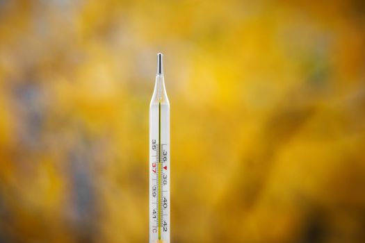 Mercury thermometer on an autumn background. The normal temperature of a healthy person is 36.6.