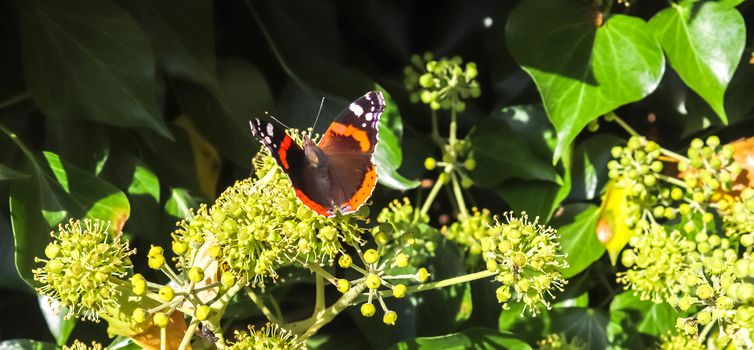 Red Admiral butterfly. Vanessa atalanta sitting on a blooming ivy  