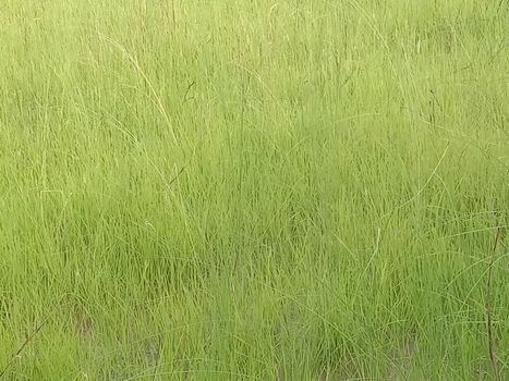 Green Colored Grass Closeup on Field For Animal