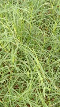 Green Colored Grass Closeup on Field For Animal