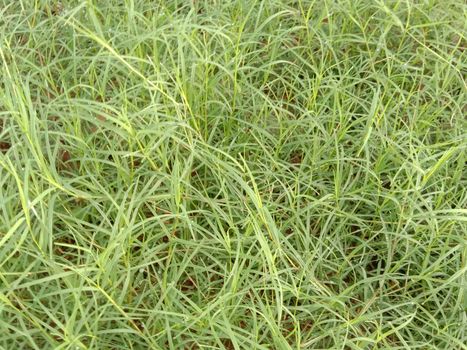 Green Colored Grass Closeup on Field For Animal