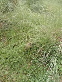 Green Colored Grass Closeup on Field For Animal