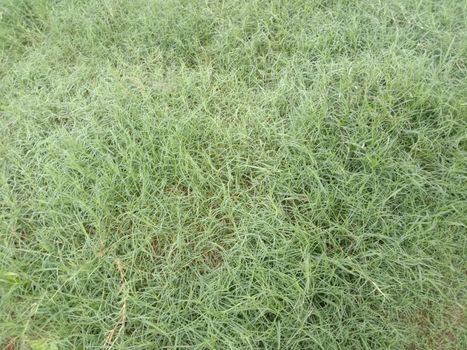 Green Colored Grass Closeup on Field For Animal
