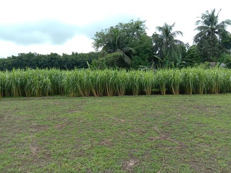 Green Colored Grass Closeup on Field For Animal