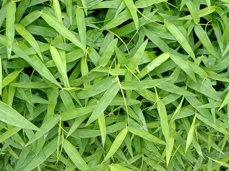 Green Colored Grass Closeup on Field For Animal