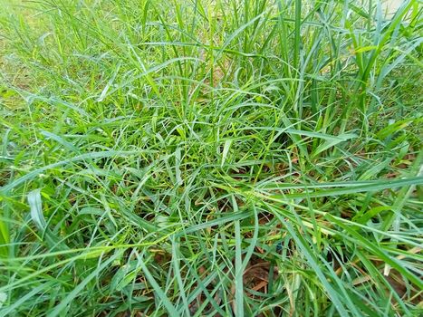 Green Colored Grass Closeup on Field For Animal