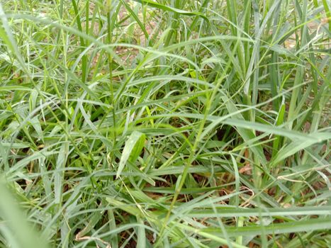 Green Colored Grass Closeup on Field For Animal