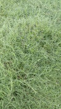 Green Colored Grass Closeup on Field For Animal