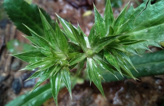 Green Leaf Closeup On Farm For Viewer
