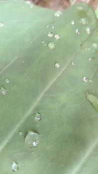 Green Leaf Closeup On Farm For Viewer