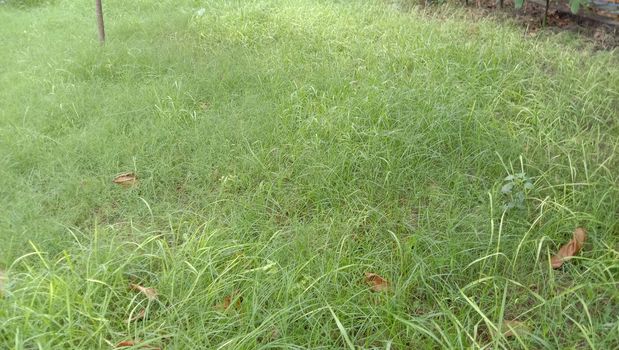 Green Colored Grass Closeup on Field For Animal