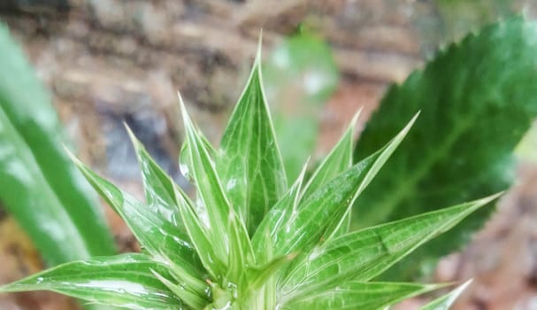 Green Leaf Closeup On Farm For Viewer