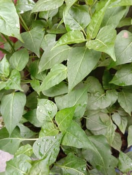 Green Leaf Closeup On Farm For Viewer