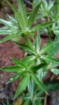Green Leaf Closeup On Farm For Viewer