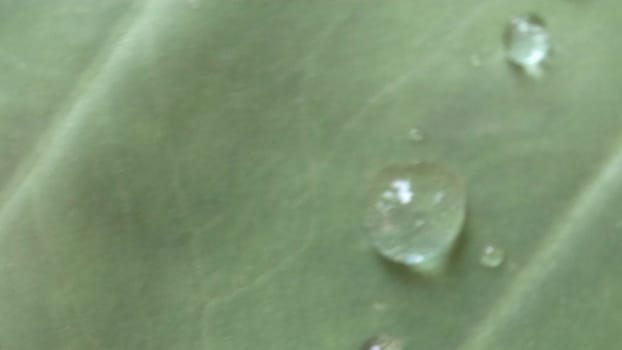 Green Leaf Closeup On Farm For Viewer