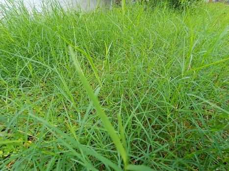 Green Colored Grass Closeup on Field For Animal