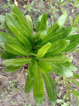 Green Leaf Closeup On Farm For Viewer