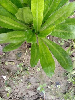 Green Leaf Closeup On Farm For Viewer