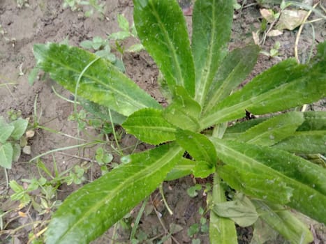 Green Leaf Closeup On Farm For Viewer