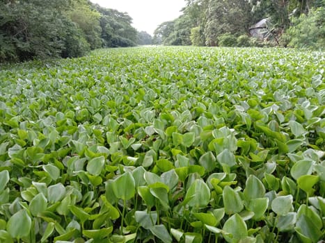 Green Leaf Closeup On Farm For Viewer