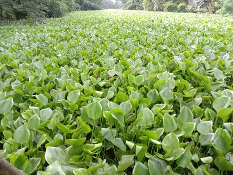 Green Leaf Closeup On Farm For Viewer