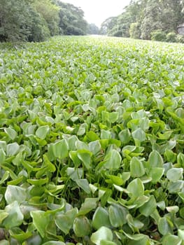 Green Leaf Closeup On Farm For Viewer