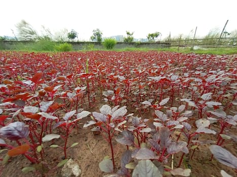 Red Leaf Closeup On Farm For Viewer