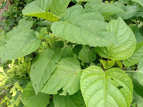 Green Leaf Closeup On Farm For Viewer