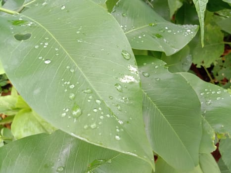 Green Leaf Closeup On Farm For Viewer