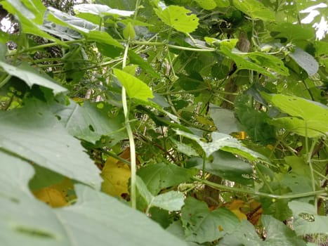 Green Leaf Closeup On Farm For Viewer