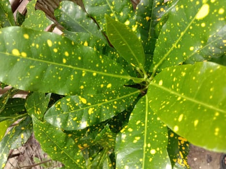 Green Leaf Closeup On Farm For Viewer