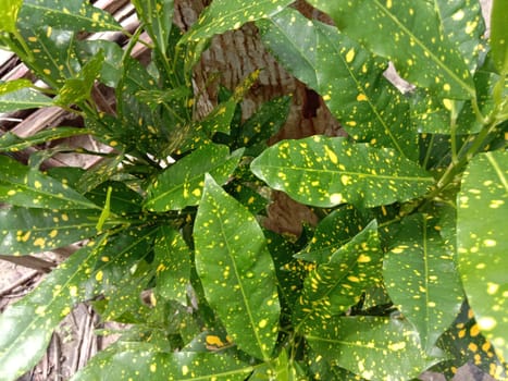 Green Leaf Closeup On Farm For Viewer