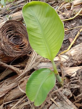 Green Leaf Closeup On Farm For Viewer