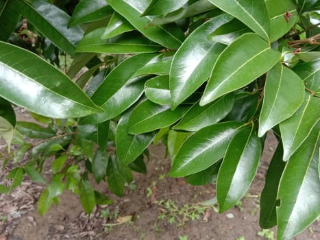 Green Leaf Closeup On Farm For Viewer