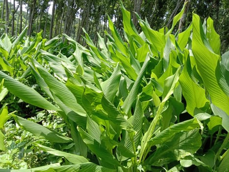 Green Leaf Closeup On Farm For Viewer